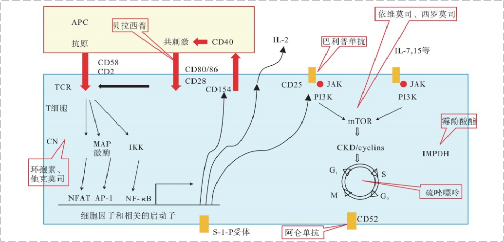 免疫抑造剂
